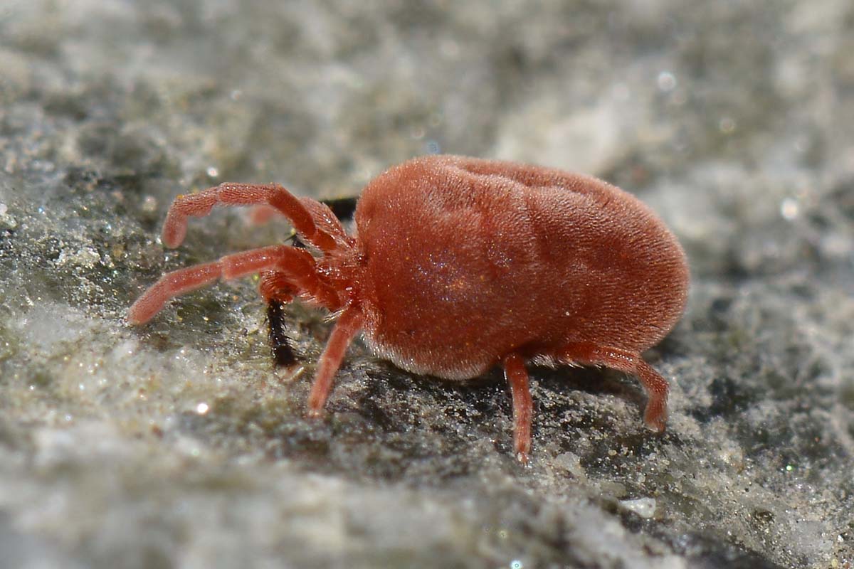 Trombidiidae razziatori di uova di opilioni e di afidi